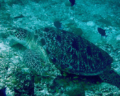 Green turtle, Kuredu Express, Lhaviyani Atoll, Maldives