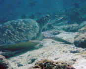Green turtle, Kuredu Express, Lhaviyani Atoll, Maldives