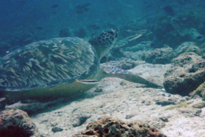Hedwig, green turtle, adopted by Miriam & Sven Green turtle, Kuredu Express, Lhaviyani Atoll, Maldives