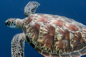 Alois, green turtle, adopted by Yoga Tage Claudia Shankari Zimmermann & Nicole Witthoefft Green turtle, swimming in the blue, Dhigurah Thila, South Ari atoll, Maldives. Image.