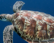 Green turtle, swimming in the blue, Dhigurah Thila, South Ari atoll, Maldives. Image.