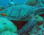 Green turtle GR1053 Kuda Gaa, Baa Atoll, Maldives