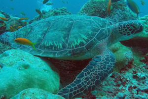 Peduncle, green turtle, adopted by Ocean Dimensions Green turtle GR1053 Kuda Gaa, Baa Atoll, Maldives