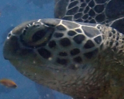 GR1054, green turtle, Kuredu Corner, Khaviyani Atoll, Maldives