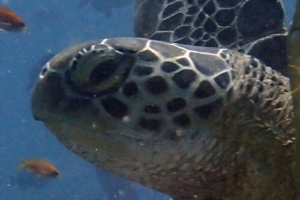Lucky, green turtle, adopted GR1054, green turtle, Kuredu Corner, Khaviyani Atoll, Maldives