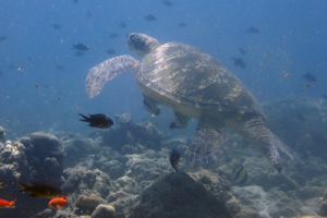 Elvis, King of the Reef, green turtle, adopted by Daniel & Andrea Kiefl Green turtle, Kuredu Corner, Lhaviyani Atoll, Maldives