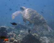 Green turtle, Kuredu Corner, Lhaviyani Atoll, Maldives