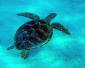 Green turtle, Kuredu House Reef, Lhaviyani Atoll, Maldives