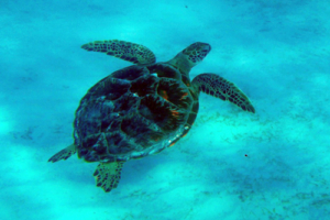 Penny, green turtle, adopted for Anna-Lena by Pascal Schmidt Green turtle, Kuredu House Reef, Lhaviyani Atoll, Maldives