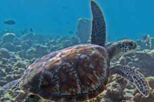 Tina, green turtle, adopted by Yoga Tage Claudia Shankari Zimmermann & Nicole Witthoefft Green turtle, swimming away from camera over reef, White Sands, South Ari atoll, Maldives. Image.
