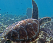 Green turtle, swimming away from camera over reef, White Sands, South Ari atoll, Maldives. Image.