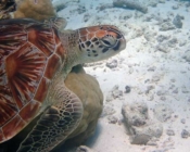 Green turtle, Lhaviyani Atoll, Maldives