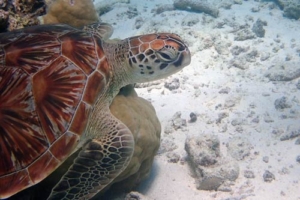 Renate, green turtle, adopted for Renate by Christian Green turtle, Lhaviyani Atoll, Maldives