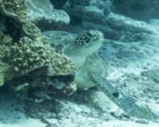 Green turtle, resting in the reef, Hithadhoo Corner, Laamu atoll, Maldives. Image.