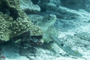 Schildegard, green turtle, adopted by Bertolt Lang Green turtle, resting in the reef, Hithadhoo Corner, Laamu atoll, Maldives. Image.