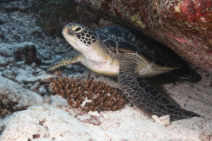 Nakaiy Karman, Voyager of the Sea and the Stars, adopted by The Karman Project. Adopted turtle in the Maldives. Image