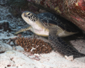 Adopted turtle in the Maldives. Image