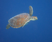 Green turtle, Kuredu Caves, Lhaviyani Atoll, Maldives