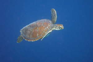 Eros Paradiso, green turtle, adopted for Linda by Sandro & Grace Green turtle, Kuredu Caves, Lhaviyani Atoll, Maldives