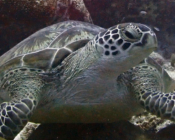 Green turtle, Hithaadhoo Inside, Laamu Atoll, Maldives. Image