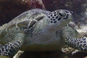Poppy, green turtle, adopted for Poppy by Melanie Green turtle, Hithaadhoo Inside, Laamu Atoll, Maldives. Image