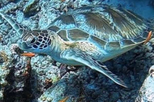 Charlene, green turtle, adopted by Yoga Tage Claudia Shankari Zimmermann & Birgit Pöltl Green turtle, swimming over reef, Mulhadhoo, Haa Alif atoll, Maldives. Image.