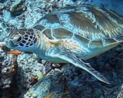 Green turtle, swimming over reef, Mulhadhoo, Haa Alif atoll, Maldives. Image.