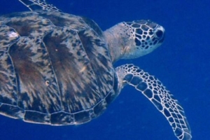 Kerry, green turtle adopted by Yoga Tage Claudia Shankari Zimmermann & Birgit Pöltl Green turtle, swimming in the blue, Baarah South, Haa Alif atoll, Maldives. Image.