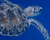 Green turtle, swimming in the blue, Baarah South, Haa Alif atoll, Maldives. Image.
