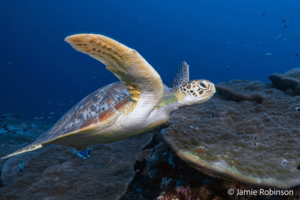 Chantilly Lace “Tilly”, adopted by Jamie Robinson Green turtle, Hithadhoo West, Laamu Atoll, Maldives. Image.