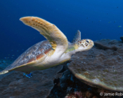 Green turtle, Hithadhoo West, Laamu Atoll, Maldives. Image.