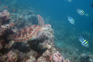 Coco, green turtle, adopted by Angelique Gehse & Jan Egerszegi Green turtle swimming on the reef, Lhaviyani Atoll, Maldives. image.