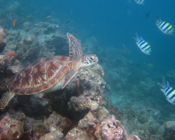 Green turtle swimming on the reef, Lhaviyani Atoll, Maldives. image.