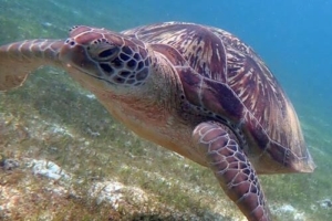 Nija, green turtle, adopted for Tisa & Gaja by Barbara Green turtle, Lhaviyani Atoll, Maldives