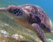 Green turtle, Lhaviyani Atoll, Maldives
