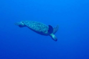 Adopted green turtle Maldives
