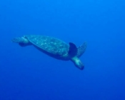 Adopted green turtle Maldives