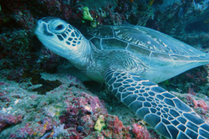 Little Speedu, green turtle, adopted by Gaby Wyss Green turtle on reef, Kuredu Caves, Lhaviyani Atoll, Maldives. Image.