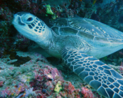 Green turtle on reef, Kuredu Caves, Lhaviyani Atoll, Maldives. Image.