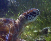 Green turtle, Kuredu Lagoon, Lhaviyani Atoll, Maldives. Image.
