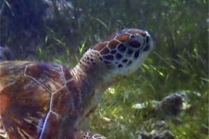 Crush, green turtle, adopted by Andrea Delp. Green turtle, Kuredu Lagoon, Lhaviyani Atoll, Maldives. Image.