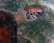 Green turtle and seagrass, Kuredu Lagoon, Lhaviyani Atoll, Maldives. Image.