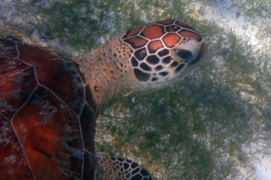 Lil Flower, green turtle, adopted for Beat Green turtle and seagrass, Kuredu Lagoon, Lhaviyani Atoll, Maldives. Image.