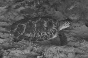 Anja, green turtle, adopted for Anja by Daniel Green turtle, Kuredu Express, Lhaviyani Atoll, Maldives. Image.