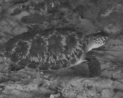 Green turtle, Kuredu Express, Lhaviyani Atoll, Maldives. Image.