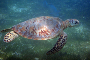 Proud Queen, green turtle, adopted for Grant/Quenns School by Annette. Green turtle swimming over seagrass, Kuredu Lagoon, Lhaviyani Atoll, Maldives. Image.