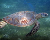 Green turtle swimming over seagrass, Kuredu Lagoon, Lhaviyani Atoll, Maldives. Image.