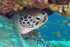 Captain Barbossa, green turtle, adopted by Gian Amstutz Green turtle under coral overhang, Kuredu Express, Lhaviyani Atoll, Maldives. Image.