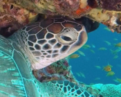 Green turtle under coral overhang, Kuredu Express, Lhaviyani Atoll, Maldives. Image.