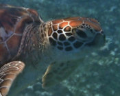 Green turtle, right profile, Kuredu Lagoon, Lhaviyani Atoll, Maldives. Image.